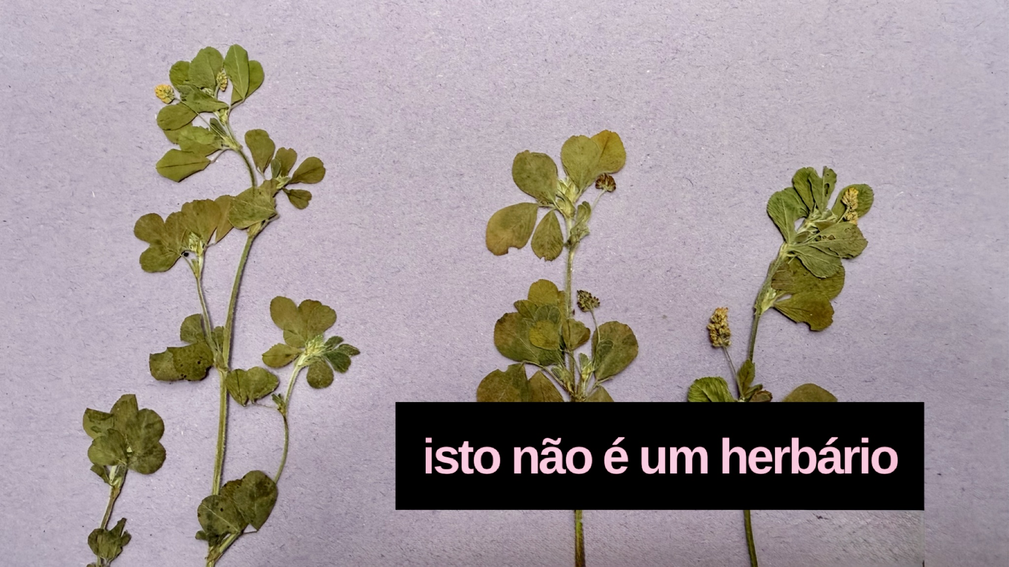 <p>ISTO NÃO É UM HERBÁRIO!</p>